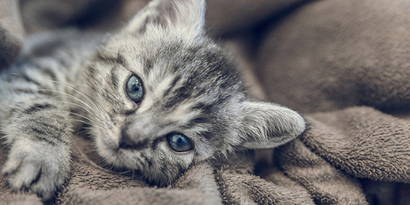 Peau sèche Blog Grossesse - que faire avec la peau sèche ? 18°C température ambiante, douches tièdes, pH, préférer des ingrédients de haute qualité, laisser la peau s'engraisser naturellement, compenser la perte de liquide, utiliser de la vitamine D et des produits contenant de l'huile et de la cire d'abeille. Pour plus de conseils :