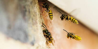 Wespennest entfernen - wer zahlt? Wespennest – wer übernimmt die Kosten für die Entfernung des Nestes? Welche Versicherung ist für die Kostenübernahme zuständig und wen avisieren Sie, zur Entfernung des störenden Nestes? Die Feuerwehr oder den Kammerjäger? Diese und weitere Fragen beantworten wir in unserem ausführlichen Fachbeitrag