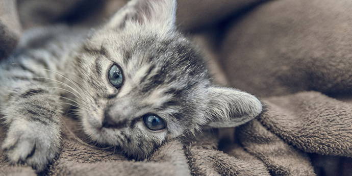 Toxoplasmose Schwangerschaftsblog – Toxoplasmose während der Schwangerschaft. Bei der Toxoplasmose handelt es sich um eine Infektionskrankheit, die durch Parasiten verursacht und übertragen wird. Der Erreger befällt hauptsächlich Katzen, welche dem Erreger auch als Wirt dienen. Krankheitsbild, Risiken und Vorbeugung.