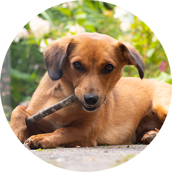 Conseils sur l'assurance des animaux Témoignage d'un client sur les conseils d'assurance pour animaux - «J’ai longtemps songé à souscrire une assurance pour notre Pippa. Grâce à PRO LIFE, nous sommes maintenant prêts à faire face à toutes les éventualités.»