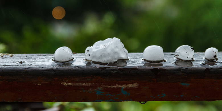 Assurance grêle Quelle assurance est payante en cas de bris d'une voiture, d'une serre, d'un trampoline, d'un store, d'un pare-soleil ou même d'une vitre de fenêtre à la suite d'une violente tempête de grêle ? Mais aussi le toit, les murs ou la propriété peuvent être affectés. Comment les agriculteurs peuvent-ils s'assurer eux-mêmes ?