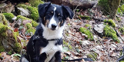 Tierversicherung Tierversicherung – Haben Sie auch schon überlegt, Ihren Liebling gegen alle Eventualitäten (Krankheit & Unfall) zu versichern? Die Kosten für Impfungen, Untersuchungen und  Behandlungen können sich summieren und ein Loch im Portemonnaie hinterlassen. Macht der Abschluss einer Tierversicherung Sinn?