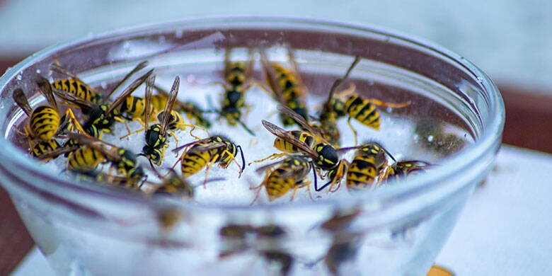 Qui prend en charge les frais pour faire enlever un nid de guêpes ? Nid de guêpes - qui paie les frais d'enlèvement du nid ? Quelle compagnie d'assurance prend en charge les frais et à qui conseillez-vous d'enlever le nid gênant ? Les pompiers ou l'exterminateur ? Nous répondons à ces questions et à d'autres dans notre article technique détaillé